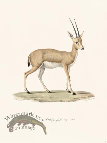 Cuvier 035 Female Antelope